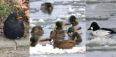Sukces ornitologów. W Głogowie wytropili kilkadziesiąt gatunków ptaków