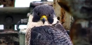 Nie żyje Giga. Sokół z Głogowa podbił serca Warszawy