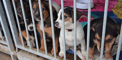 1,5 proc. podatku to dla nich realna pomoc