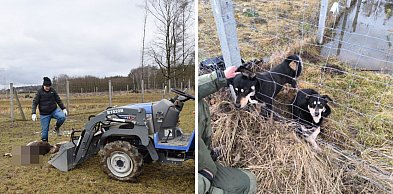 Masakra danieli na polu pod Głogowem