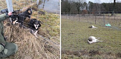 Tej tragedii pod Głogowem można było uniknąć