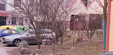 Mieszkańcy starówki w Głogowie mają nowego sąsiada