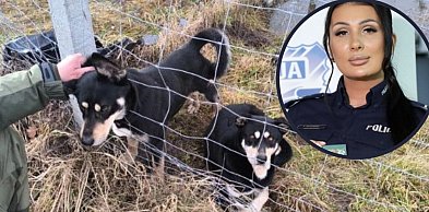 Czy ktoś wypuścił psy specjalnie? Jest postępowanie policji po masakrze danieli