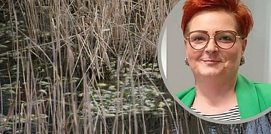 Setki martwych ryb w stawie. Mieszkańcy w szoku – co się stało w Kluczach?