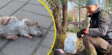Martwe szczury w całym parku na Koperniku w Głogowie
