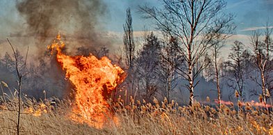 Kto podpalił topole w Głogowie? Straty miasta to 4 tysiące złotych