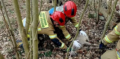 Strażacy uratowali sarnę zaplątaną w ogrodzenie. Akcja w Gaworzycach