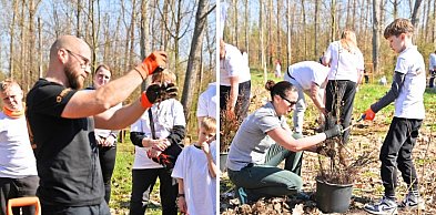 Dziś sadzili buki przy Hucie Głogów. Zielona sobota i wolontariusze KGHM [FOTO]