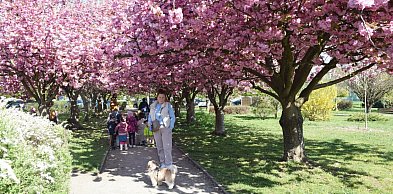Różowo nie tylko na moście. W Głogowie wreszcie zakwitła aleja