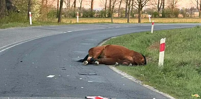 Zderzenie samochodu z koniem pod Radwanicami
