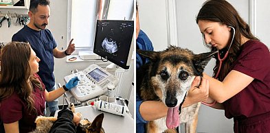 Wielkie serca dla serc bezdomnych zwierząt. Wyjątkowa akcja w Głogowie