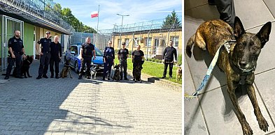 Totalna kontrola w celach. Psy tropiły narkotyki w więzieniu w Głogowie