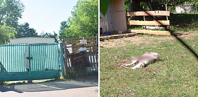 Makabra na osiedlu w Głogowie. Psy zagryzły owce koło domów