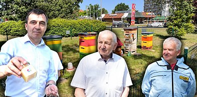 Niezwykłe miejsce w Głogowie. Przy ruchliwym rondzie żyją tysiące pszczół