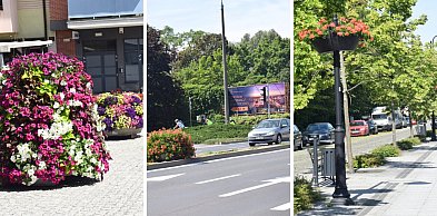 Coraz więcej kwiatów kwitnie w Głogowie. Nowe nasadzenia zmieniają miasto