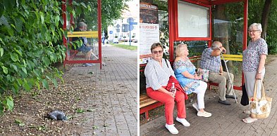 Chodnik w morwach i martwy gołąb. Tak wygląda przystanek w centrum Głogowa