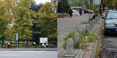 Na sprzątanie i koszenie Głogów wydaje krocie, a i tak ludzie krytykują -174584