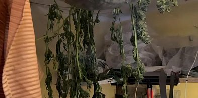Para głogowian przymknięta za narkotyki. Samego suszu mieli 3,5 kg-175089