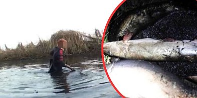 Kłusownicy zatrzymani na gorącym uczynku jak kradli karpie-178584