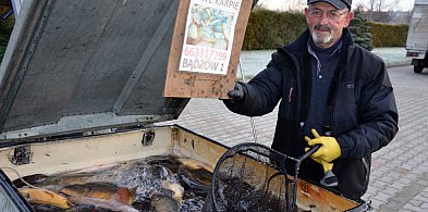 Na targ w Głogowie nie tylko po karpia i choinkę-178945