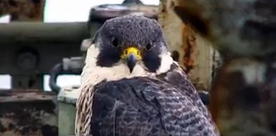 Nie żyje Giga. Sokół z Głogowa podbił serca Warszawy