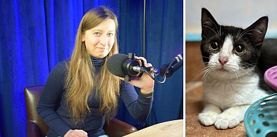 Darmowe czipowanie w Głogowie, bo niedługo Dzień Kota. Jagoda zaprasza