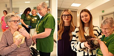 Niesamowite! Kury w hospicjum. Pomagają nieuleczalnie chorym.
