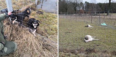Tej tragedii pod Głogowem można było uniknąć