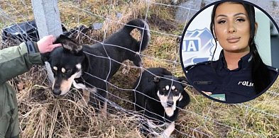 Czy ktoś wypuścił psy specjalnie? Jest postępowanie policji po masakrze danieli