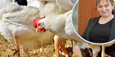 Kury pod specjalnym nadzorem. Alarm w powiecie głogowskim i polkowickim