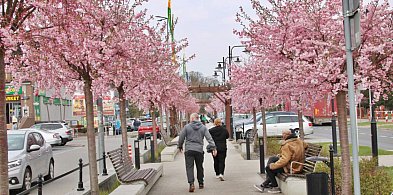 Aleja kwitnącej wiśni nie ma sobie równych. To najpiękniejsza ulica w regionie!