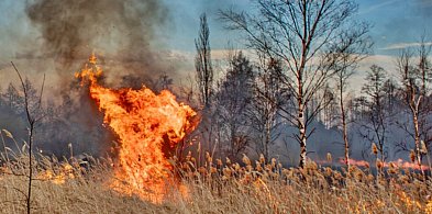 Kto podpalił topole w Głogowie? Straty miasta to 4 tysiące złotych