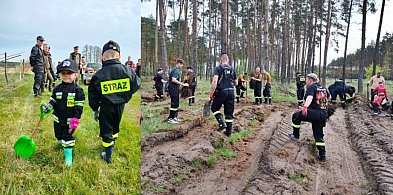 Pożyteczna sobota w lesie. Posadzą drzewa pod Wilkowem