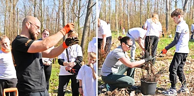 Dziś sadzili buki przy Hucie Głogów. Zielona sobota i wolontariusze KGHM [FOTO]