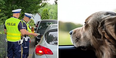 Nie żyje pies zamknięty w aucie. Policja apeluje o rozsądek!