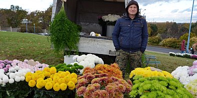 Wielki wybór chryzantem w Głogowie-175931