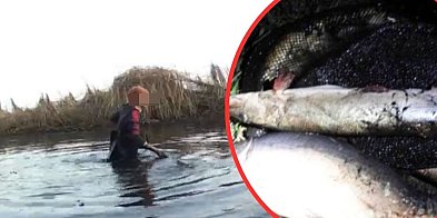 Kłusownicy zatrzymani na gorącym uczynku jak kradli karpie-178584