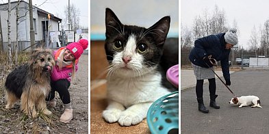 Ludzie mają lepiej, ale zwierzęta gorzej-179020