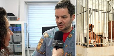 Doktor Piotr z Głogowa: Ta jedna noc jest trudna dla zwierząt [WIDEO]-179209