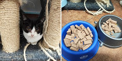 Skarga na los kotów w schronisku. Co wykazała kontrola?