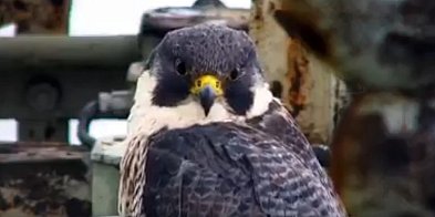 Nie żyje Giga. Sokół z Głogowa podbił serca Warszawy