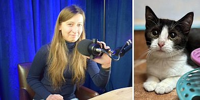 Darmowe czipowanie w Głogowie, bo niedługo Dzień Kota. Jagoda zaprasza