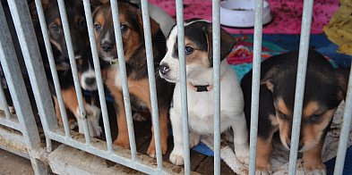 1,5 proc. podatku to dla nich realna pomoc