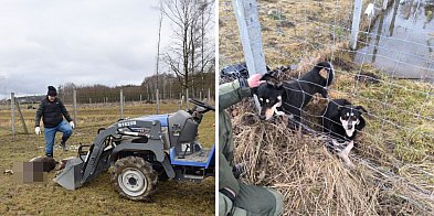Masakra danieli na polu pod Głogowem
