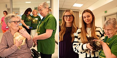 Niesamowite! Kury w hospicjum. Pomagają nieuleczalnie chorym.