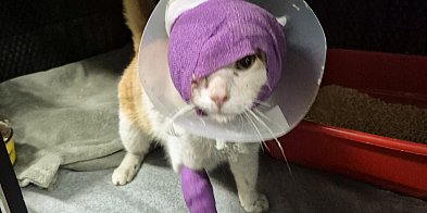 Strzelano do kota pod Głogowem! Okrutna śmierć Juranda