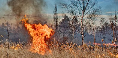 Kto podpalił topole w Głogowie? Straty miasta to 4 tysiące złotych