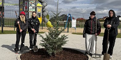 Nowa jodła kalifornijska w Nielubi