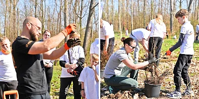 Dziś sadzili buki przy Hucie Głogów. Zielona sobota i wolontariusze KGHM [FOTO]