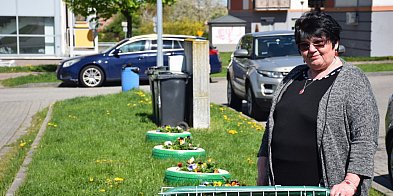 [WIDEO] Sadzonki w oponkach. Pani Leokadia ukwieciła głogowskie osiedle